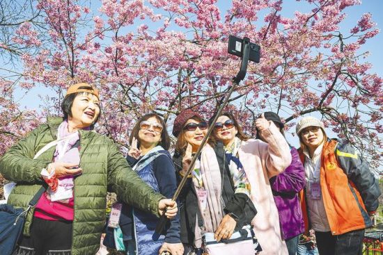 3月18日，来自台湾地区的旅游从业者在东湖樱花树下自拍留影。 (湖北日报全媒记者 任勇 摄)