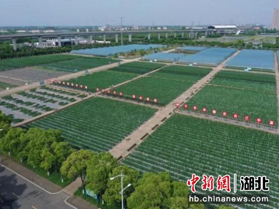 武汉市农科院北部园区蔬菜示范基地。