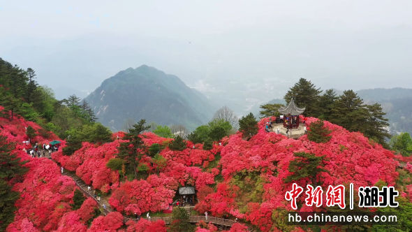麻城龟峰山杜鹃花盛开。贺勇 摄