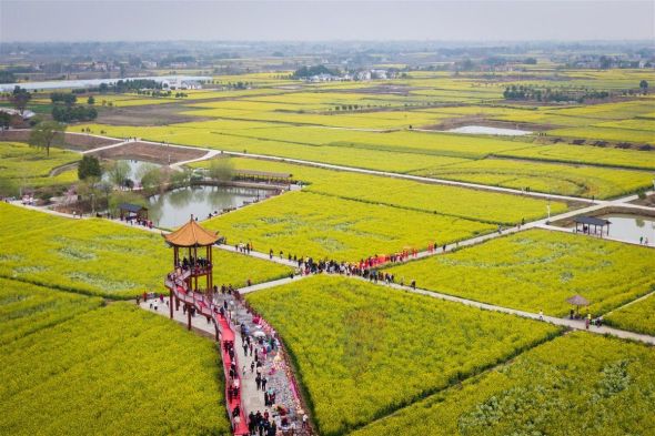 沙洋县的油菜花(图源：新华社)