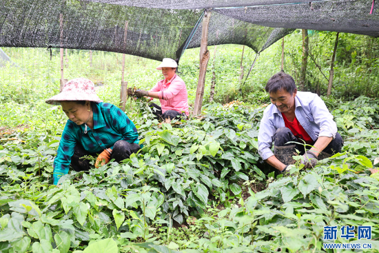 盘龙村大面积种植中药材淫羊藿，增加村民收入。新华网连迅 摄